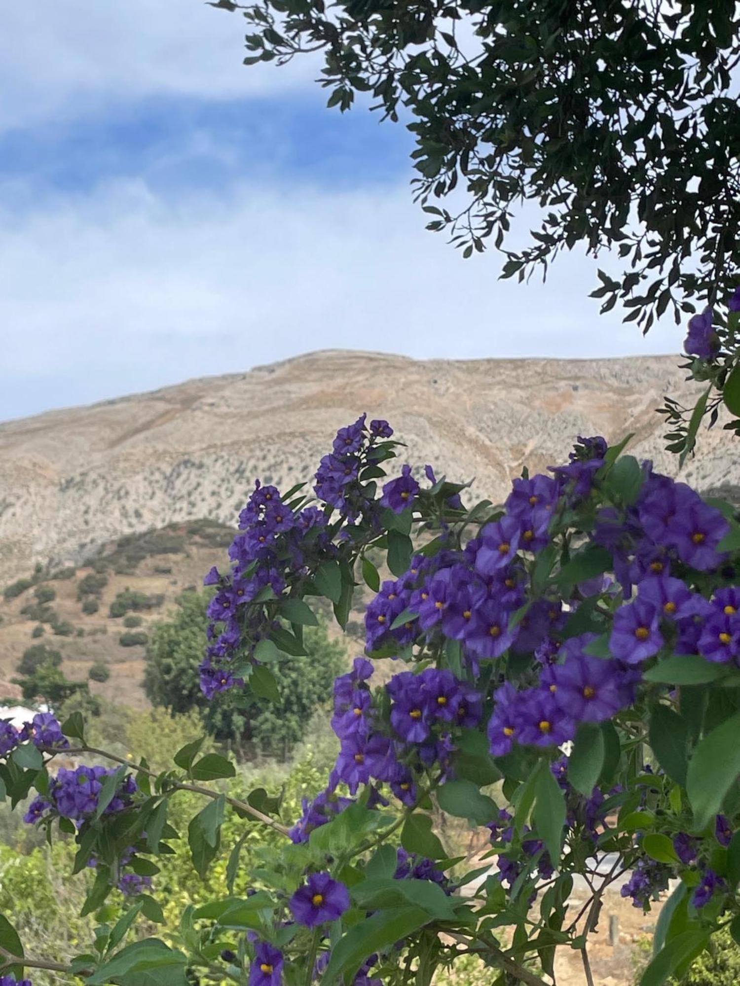 Bed and Breakfast Finca Valle Verde Alora Exterior foto